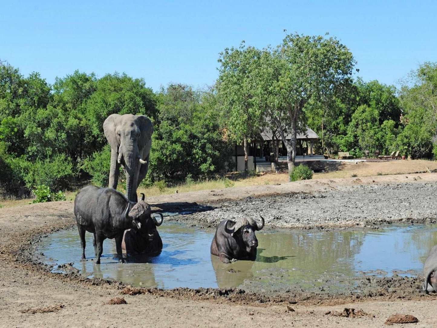 Tangala Safari Camp Thornybush Game Reserve Mpumalanga South Africa Elephant, Mammal, Animal, Herbivore, Water Buffalo