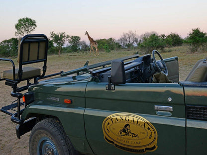 Tangala Safari Camp Thornybush Game Reserve Mpumalanga South Africa Animal