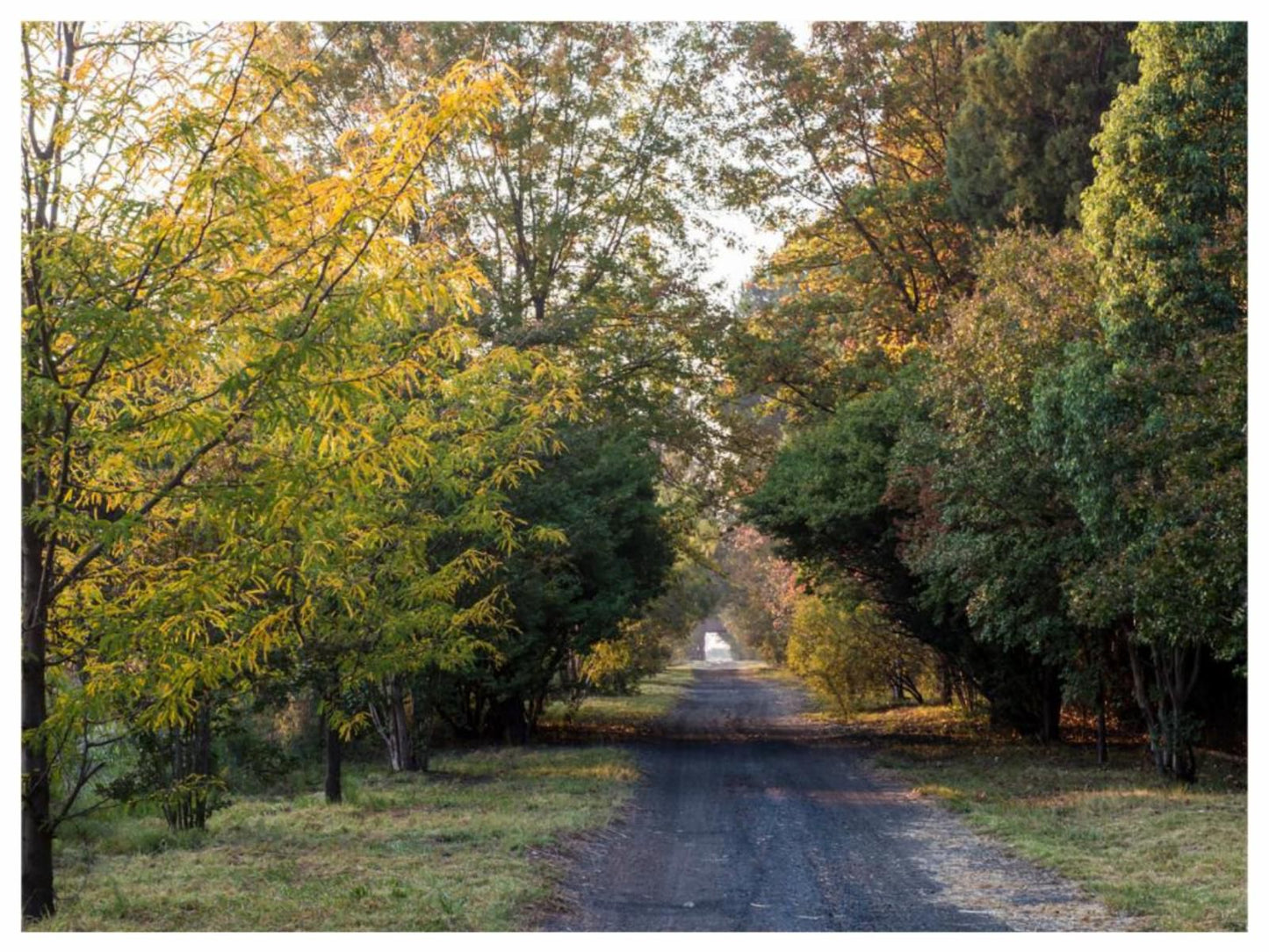 Tanglewood Nature Estate, Plant, Nature, Tree, Wood, Autumn, Street