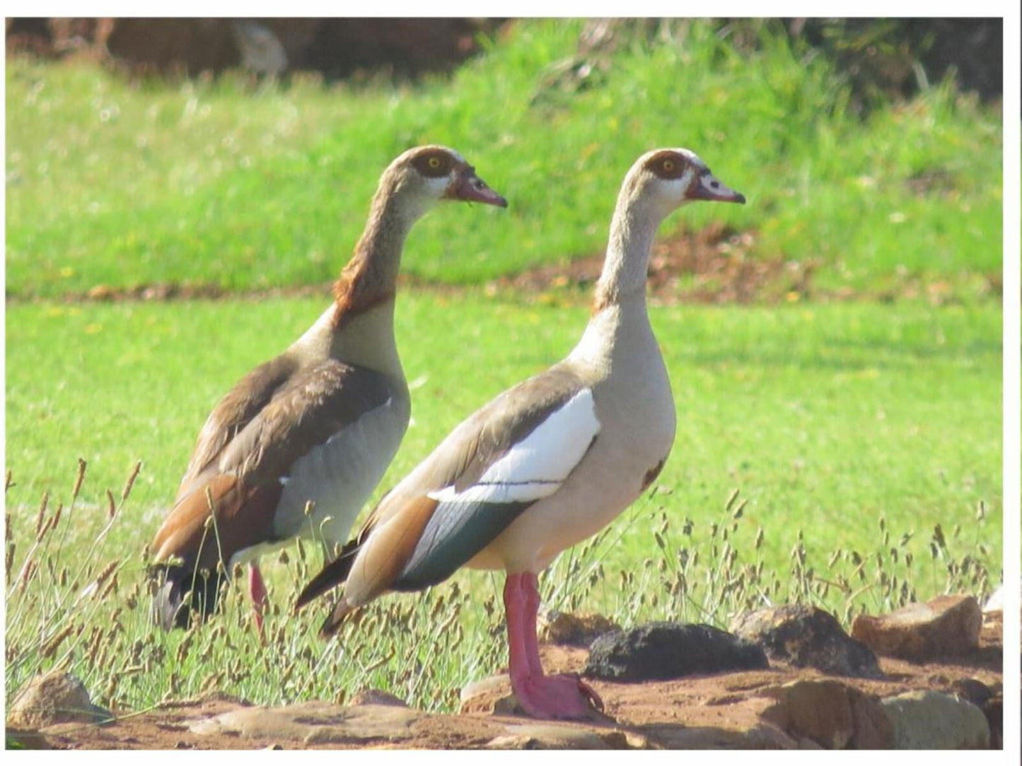 Tanglewood Nature Estate, Goose, Bird, Animal