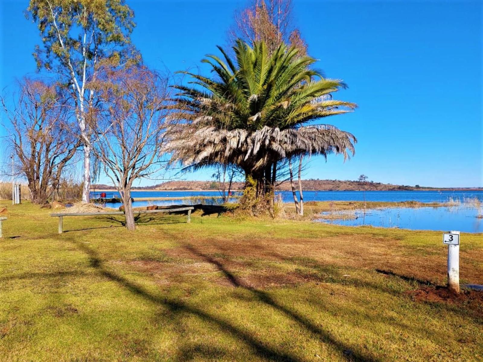 Tanglewood Nature Estate, Camping Stand 32, Palm Tree, Plant, Nature, Wood