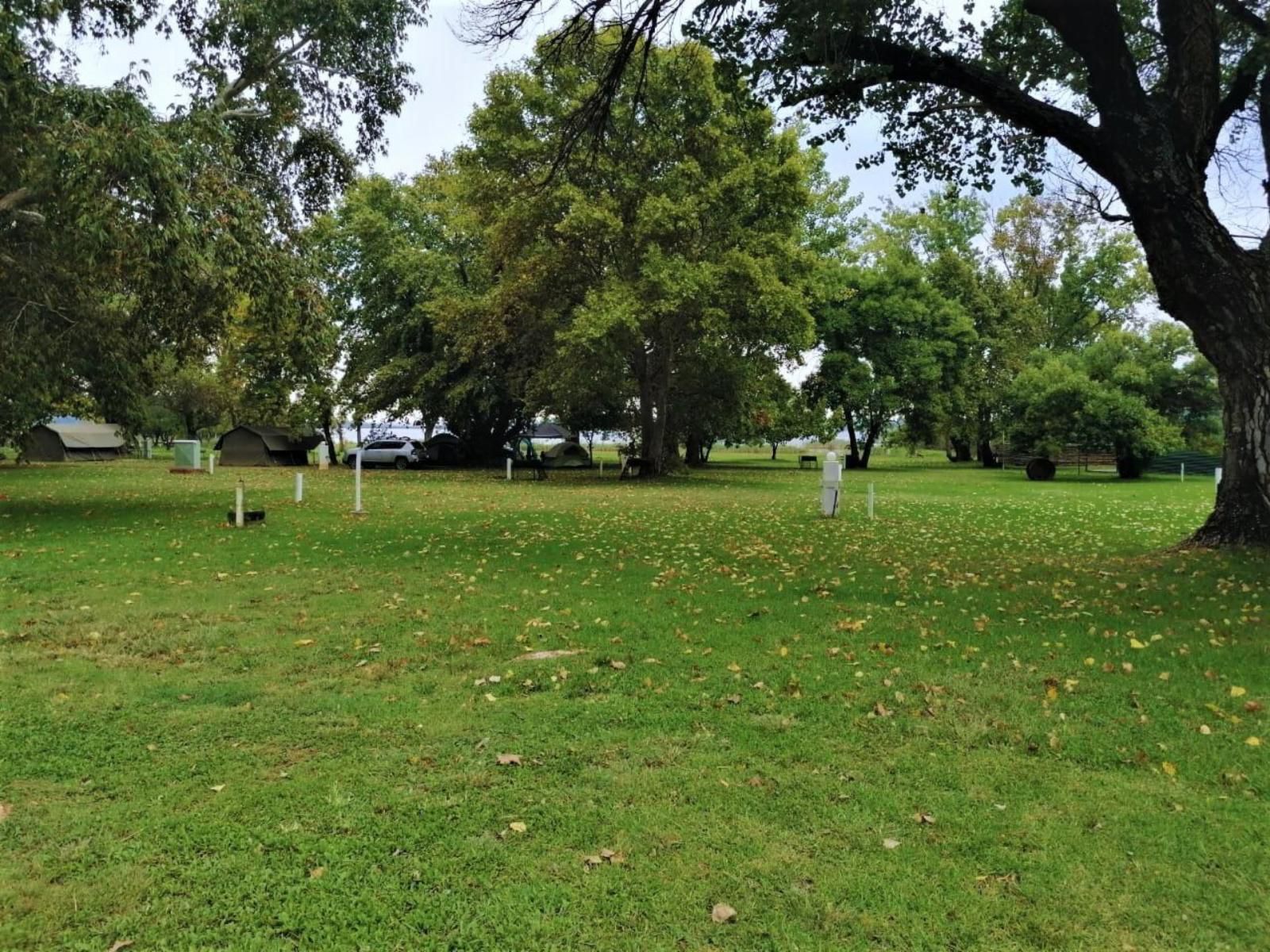 Tanglewood Nature Estate, Lodge Tent 18 (3/4), Plant, Nature, Tree, Wood, Golfing, Ball Game, Sport