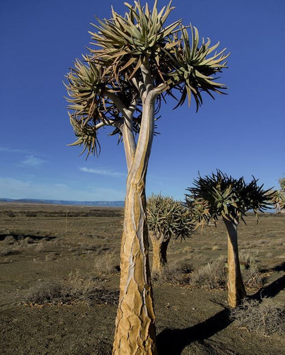 Tankwa Karoo Rest Camp Tankwa Karoo National Park Sanparks Tankwa Karoo National Park Northern Cape South Africa Cactus, Plant, Nature, Desert, Sand