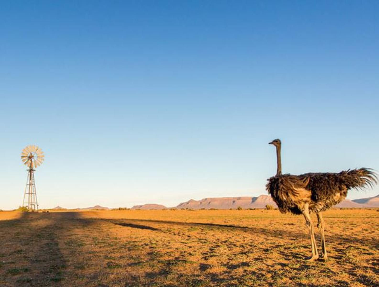 Tankwa Lodge Calvinia Northern Cape South Africa Complementary Colors, Colorful, Animal