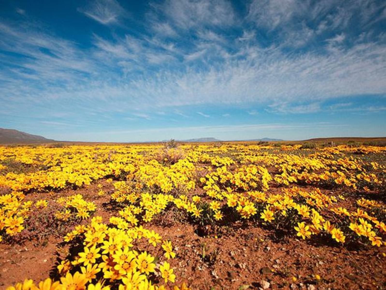 Tankwa Lodge Calvinia Northern Cape South Africa Complementary Colors, Colorful, Plant, Nature, Canola, Agriculture, Lowland