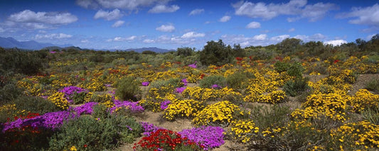 Tankwa Lodge Calvinia Northern Cape South Africa Complementary Colors, Field, Nature, Agriculture, Plant, Garden