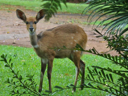 Tarentilos Tzaneen Limpopo Province South Africa Deer, Mammal, Animal, Herbivore