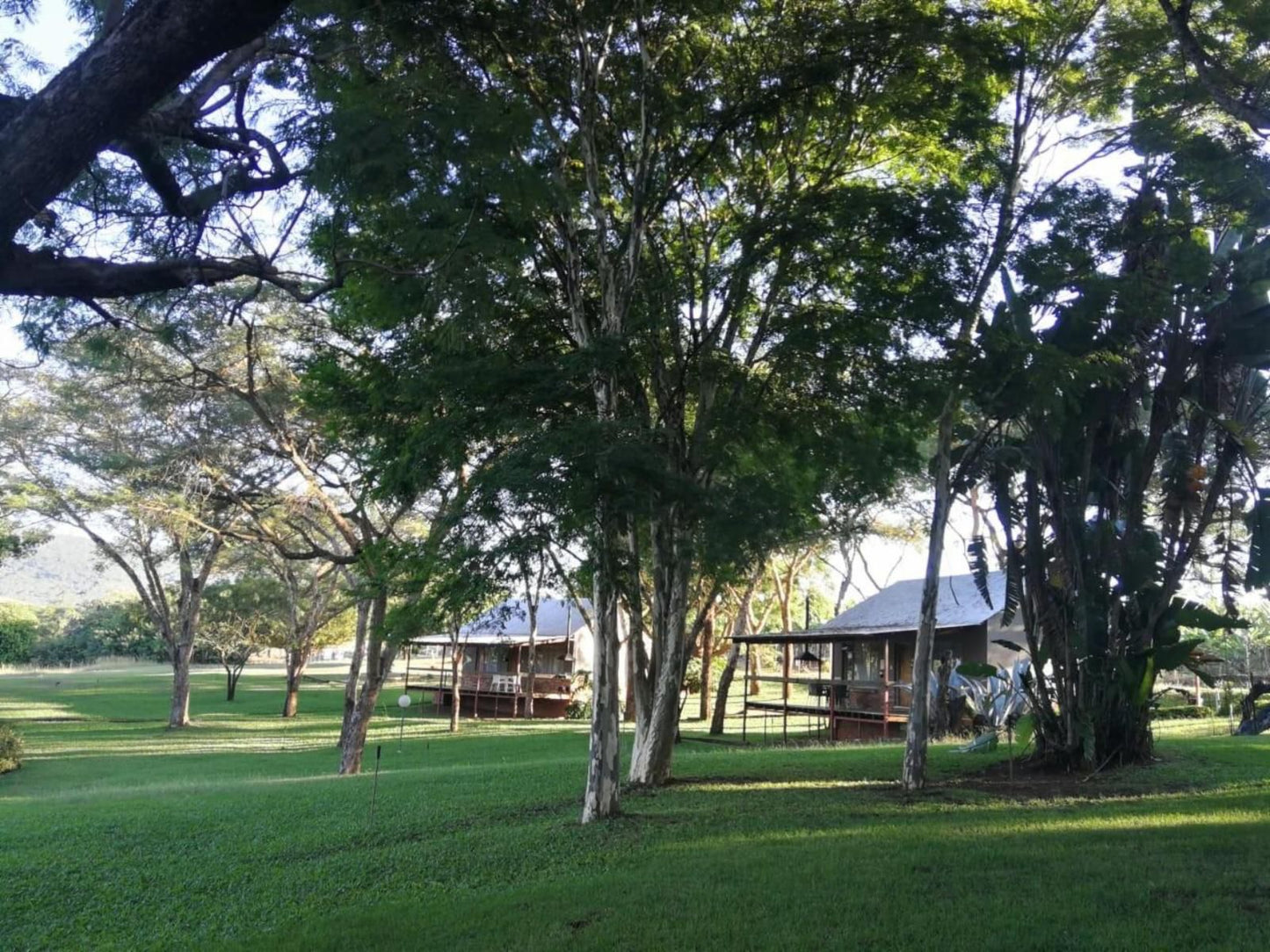 Tarentilos Tzaneen Limpopo Province South Africa Palm Tree, Plant, Nature, Wood, Tree