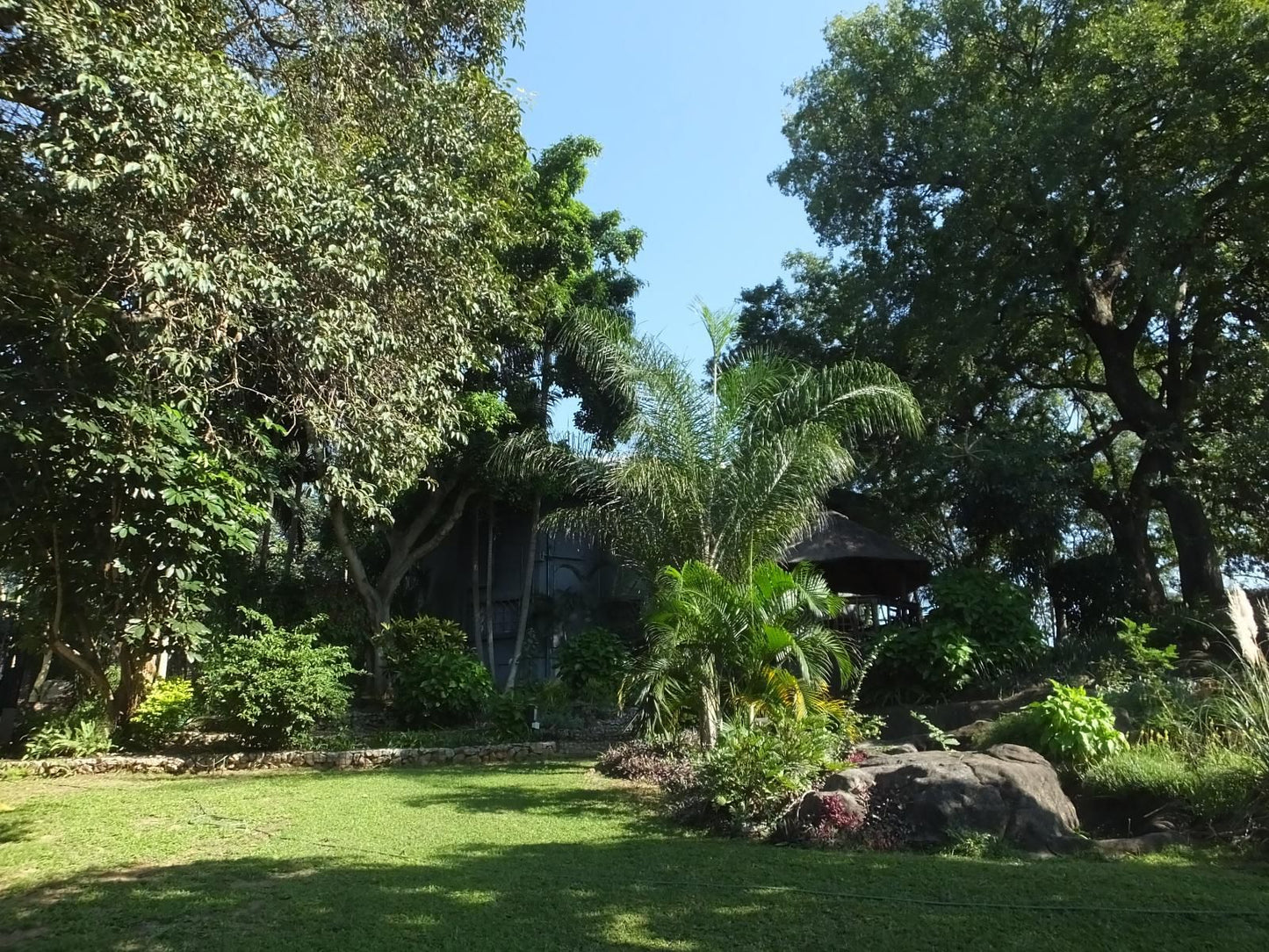 Tatenda Guest House Hazyview Mpumalanga South Africa Palm Tree, Plant, Nature, Wood, Garden