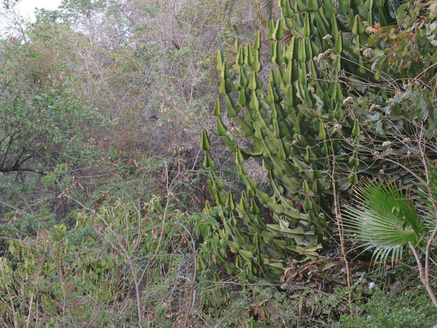 Tatenda Guest House Hazyview Mpumalanga South Africa Cactus, Plant, Nature