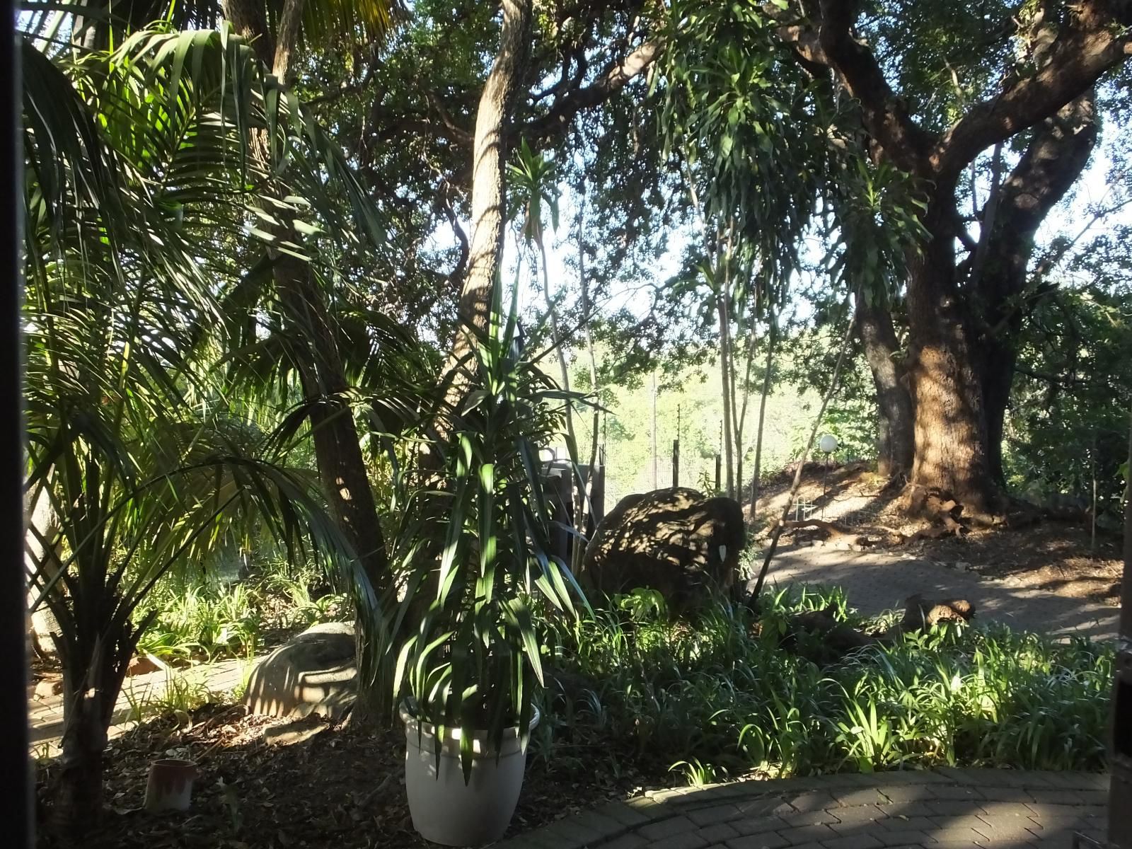 Tatenda Guest House Hazyview Mpumalanga South Africa Palm Tree, Plant, Nature, Wood, Reptile, Animal, Tree, Garden