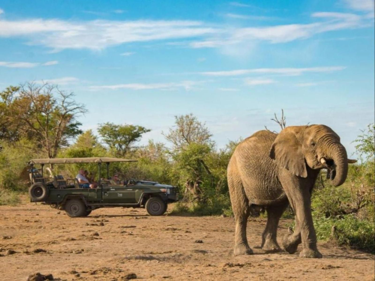 Tau Game Lodge Madikwe Game Reserve North West Province South Africa Complementary Colors, Elephant, Mammal, Animal, Herbivore