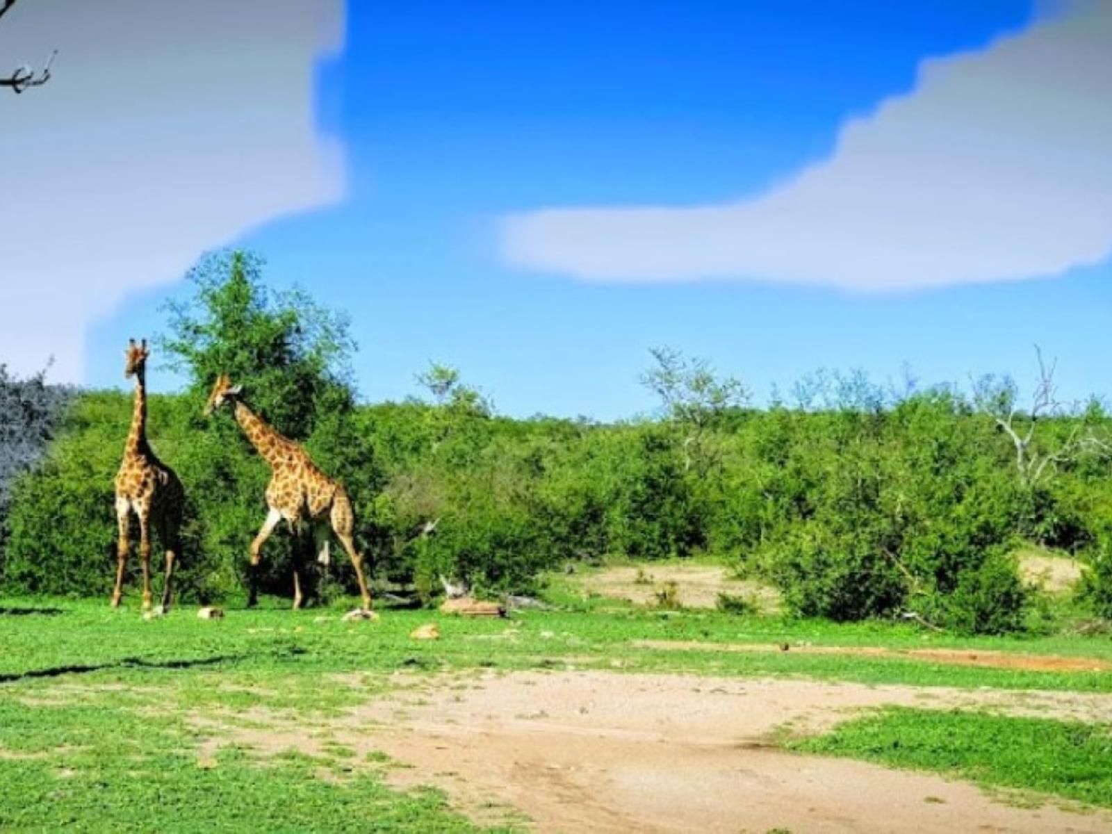 Tau Game Lodge Madikwe Game Reserve North West Province South Africa Complementary Colors, Colorful, Animal