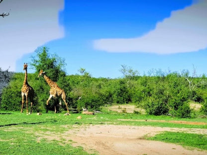 Tau Game Lodge Madikwe Game Reserve North West Province South Africa Complementary Colors, Colorful, Animal