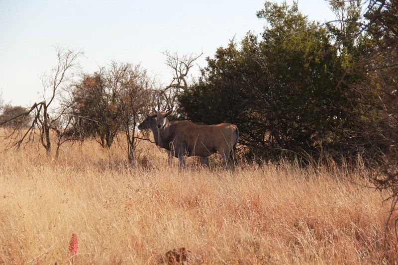 Tava Lingwe Game Lodge And Wedding Venue Parys Free State South Africa Animal, Lowland, Nature