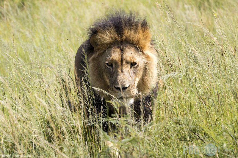 Tava Lingwe Game Lodge And Wedding Venue Parys Free State South Africa Sepia Tones, Lion, Mammal, Animal, Big Cat, Predator