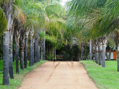 Tawana Overnight Guesthouse Lephalale Ellisras Limpopo Province South Africa Palm Tree, Plant, Nature, Wood