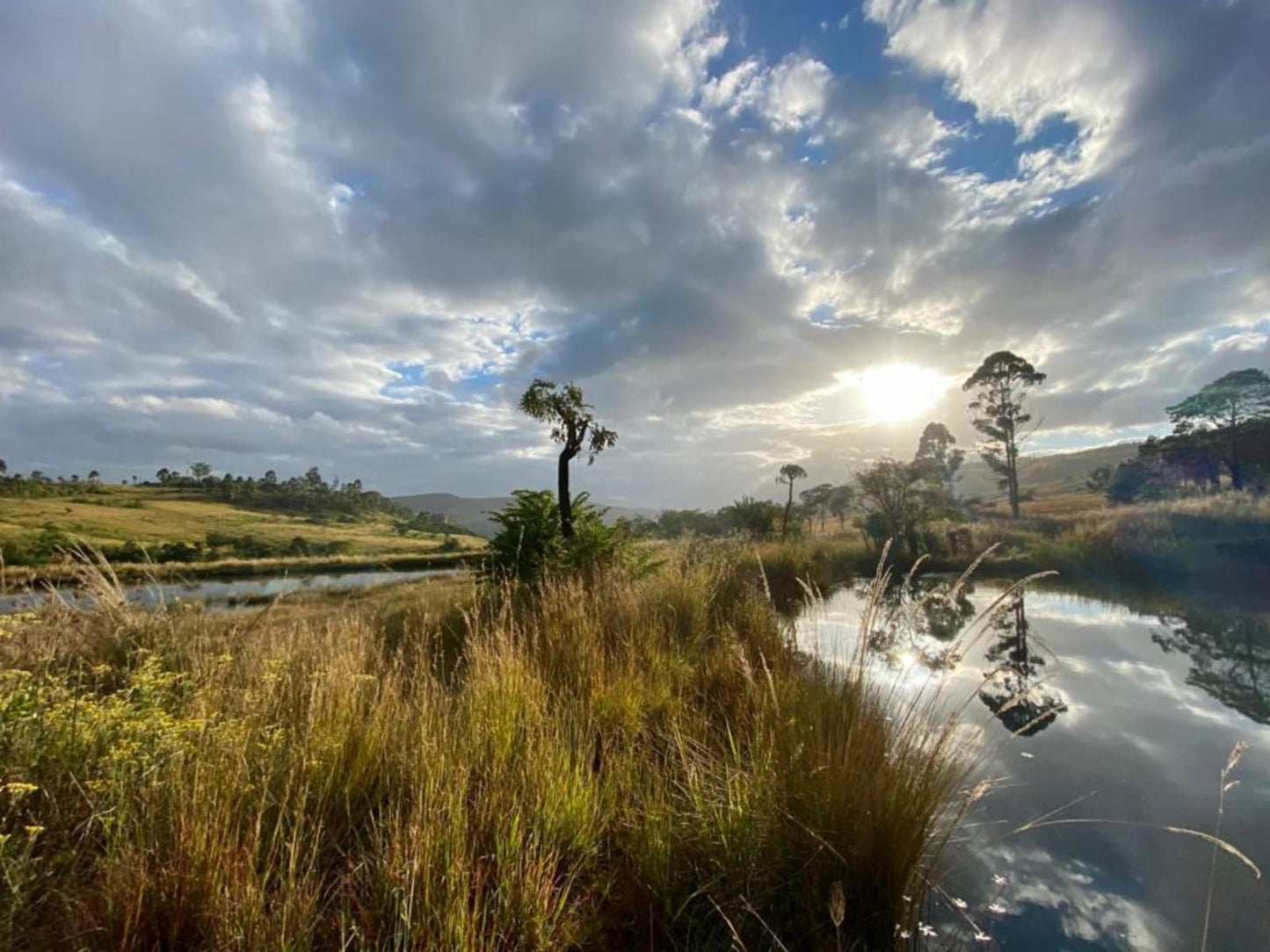 Tegwaan Country Getaway Waterval Boven Mpumalanga South Africa Palm Tree, Plant, Nature, Wood