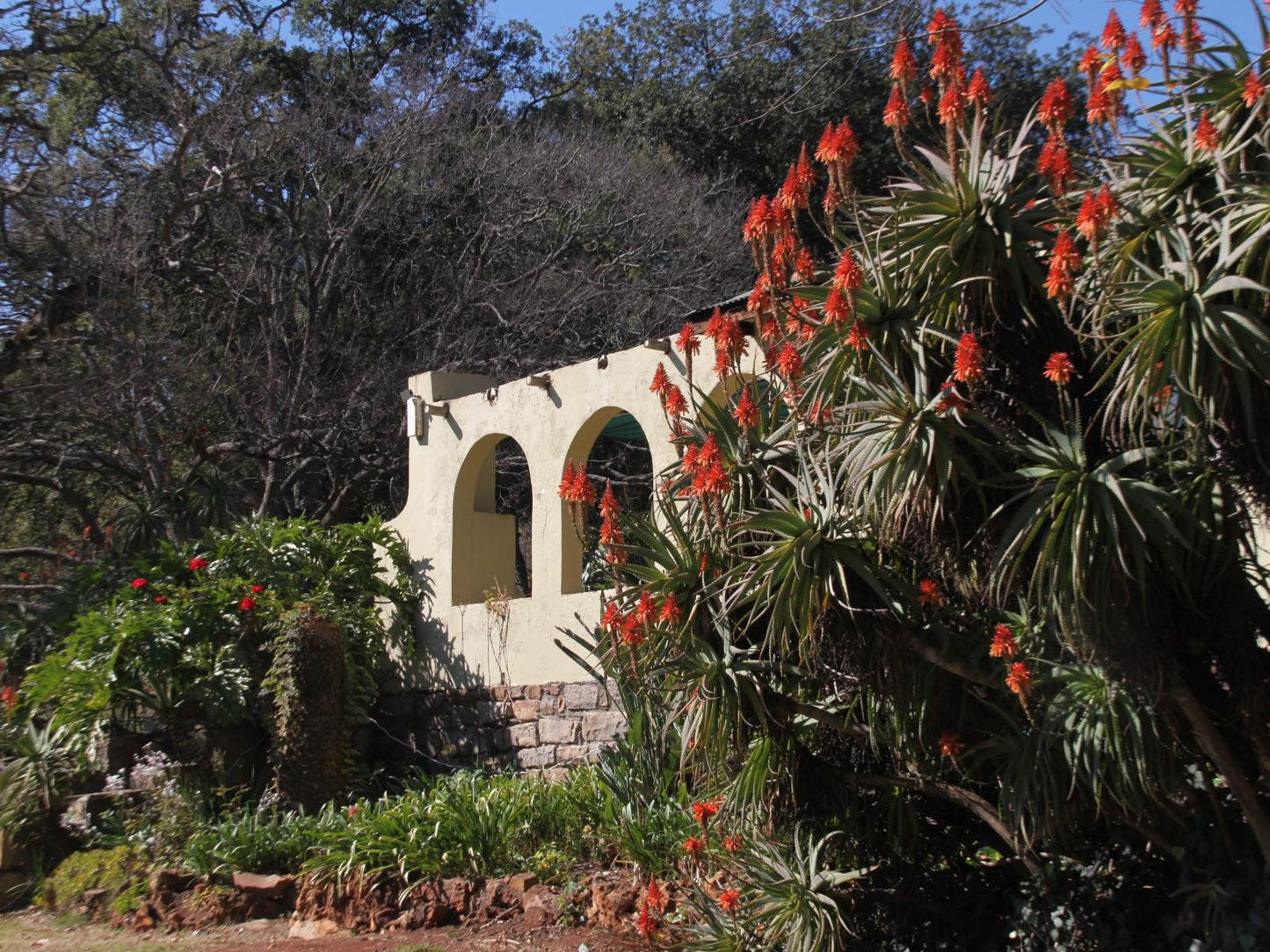 Tegwaan Country Getaway Waterval Boven Mpumalanga South Africa Palm Tree, Plant, Nature, Wood, Framing, Garden