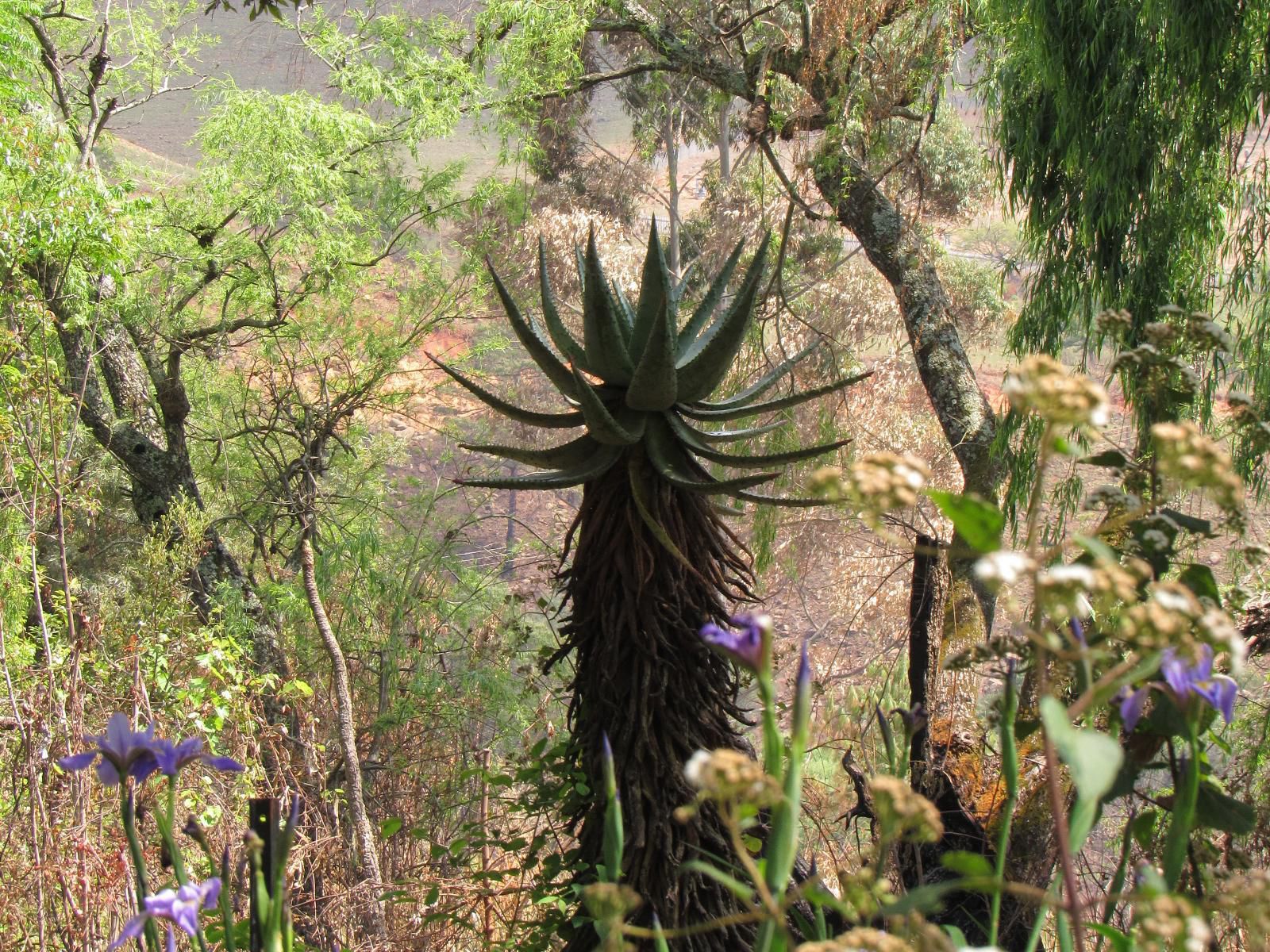 Tegwaan Country Getaway Waterval Boven Mpumalanga South Africa Cactus, Plant, Nature, Garden