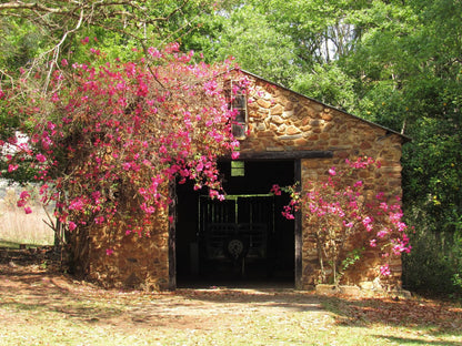 Tegwaan Country Getaway Waterval Boven Mpumalanga South Africa Plant, Nature