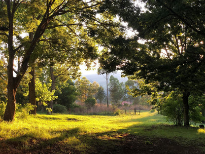 Tegwaan Country Getaway Waterval Boven Mpumalanga South Africa Forest, Nature, Plant, Tree, Wood, Meadow, Autumn