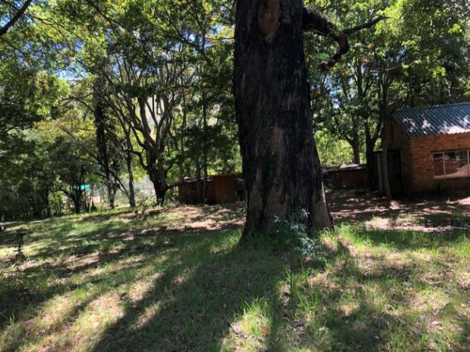 Tegwaan Country Getaway Waterval Boven Mpumalanga South Africa Forest, Nature, Plant, Tree, Wood