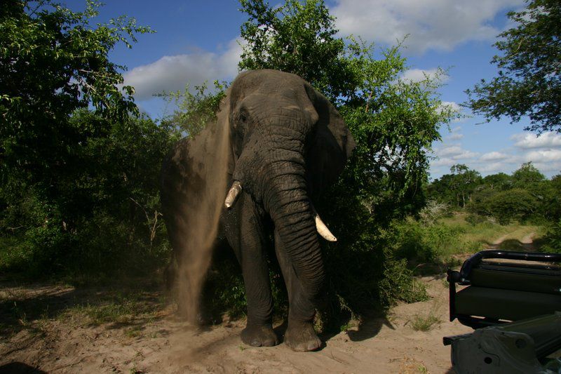 Tembe Elephant Park Tembe Elephant Park Kwazulu Natal South Africa Elephant, Mammal, Animal, Herbivore