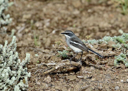 Tenahead Mountain Lodge And Spa Rhodes Eastern Cape South Africa Tit, Bird, Animal