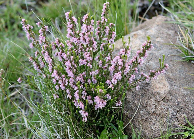 Tenahead Mountain Lodge And Spa Rhodes Eastern Cape South Africa Lavender, Nature, Plant