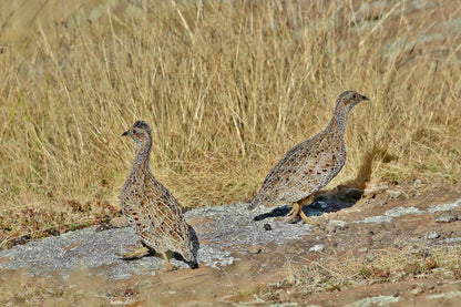 Tenahead Mountain Lodge And Spa Rhodes Eastern Cape South Africa Sepia Tones, Bird, Animal