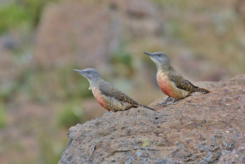 Tenahead Mountain Lodge And Spa Rhodes Eastern Cape South Africa Unsaturated, Bird, Animal