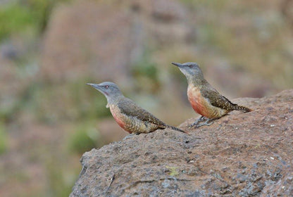 Tenahead Mountain Lodge And Spa Rhodes Eastern Cape South Africa Unsaturated, Bird, Animal