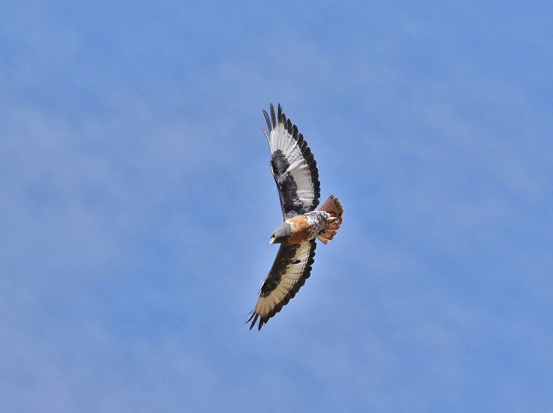 Tenahead Mountain Lodge And Spa Rhodes Eastern Cape South Africa Hawk, Bird, Animal, Predator