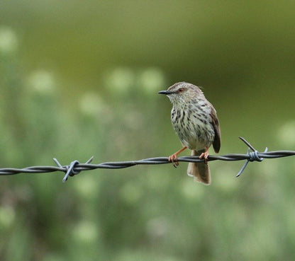 Tenahead Mountain Lodge And Spa Rhodes Eastern Cape South Africa Bird, Animal