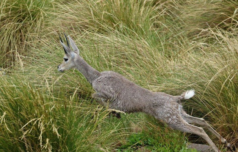 Tenahead Mountain Lodge And Spa Rhodes Eastern Cape South Africa Animal