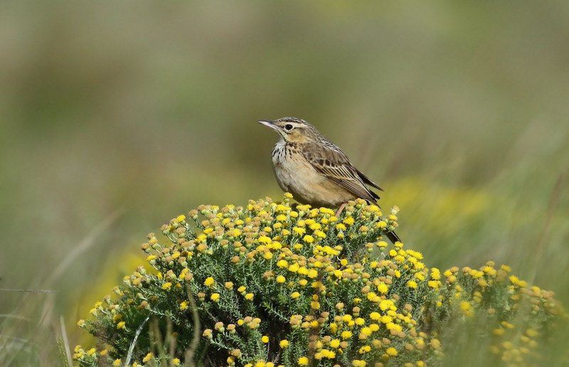 Tenahead Mountain Lodge And Spa Rhodes Eastern Cape South Africa Bird, Animal