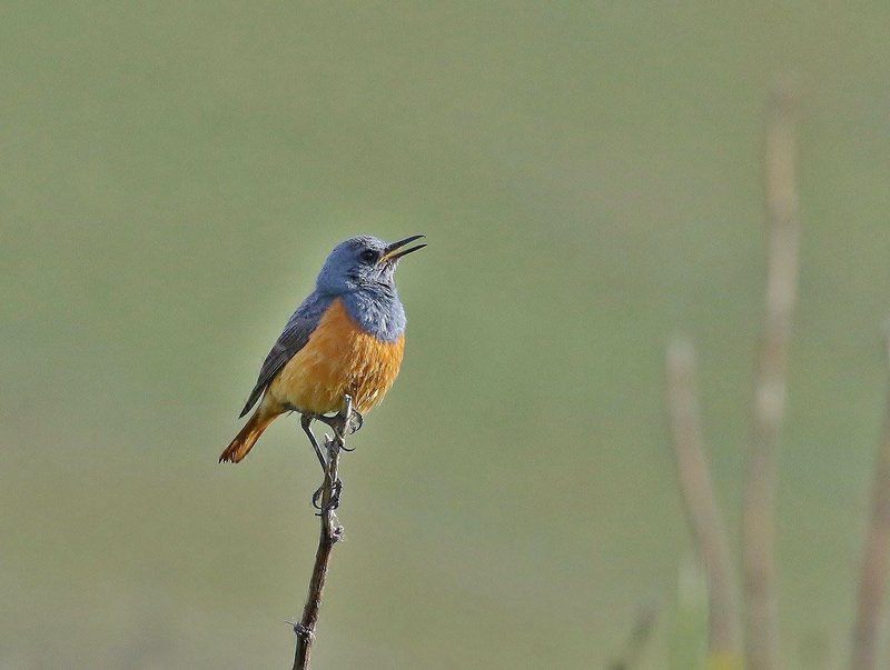 Tenahead Mountain Lodge And Spa Rhodes Eastern Cape South Africa Unsaturated, Low Contrast, Kingfisher, Bird, Animal