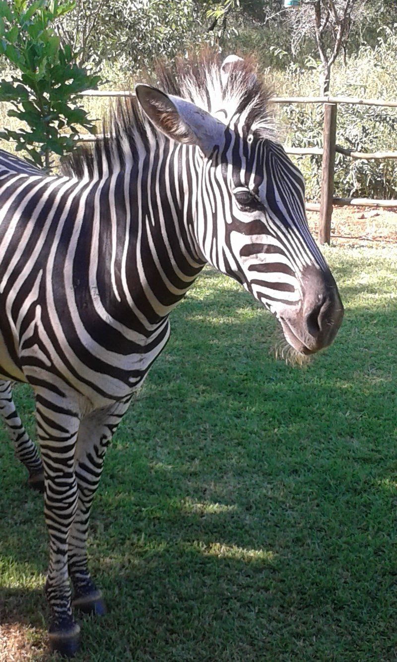 Ten Cate House Marloth Park Mpumalanga South Africa Zebra, Mammal, Animal, Herbivore