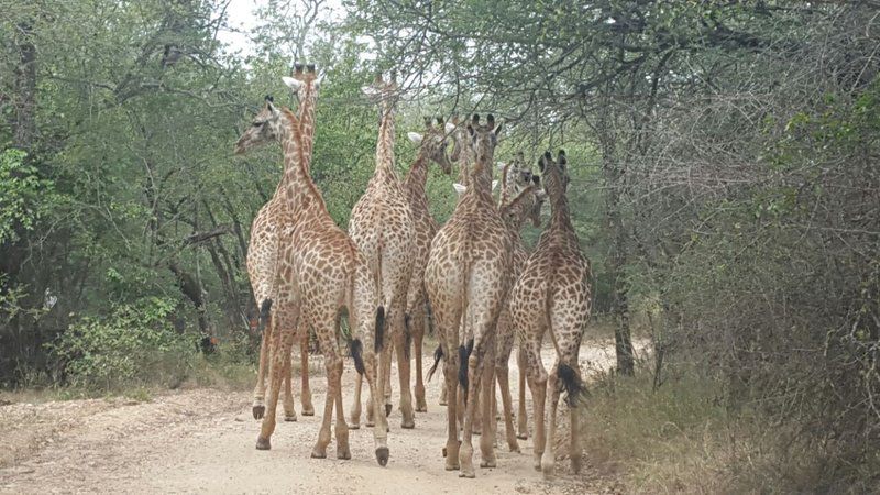 Ten Cate House Marloth Park Mpumalanga South Africa Giraffe, Mammal, Animal, Herbivore
