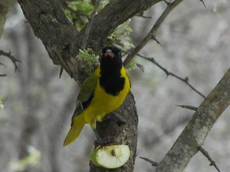 Ten Cate House Marloth Park Mpumalanga South Africa Selective Color, Bird, Animal