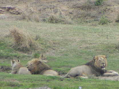 Ten Cate House Marloth Park Mpumalanga South Africa Unsaturated, Lion, Mammal, Animal, Big Cat, Predator
