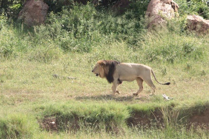Ten Cate House Marloth Park Mpumalanga South Africa Dog, Mammal, Animal, Pet, Lion, Big Cat, Predator