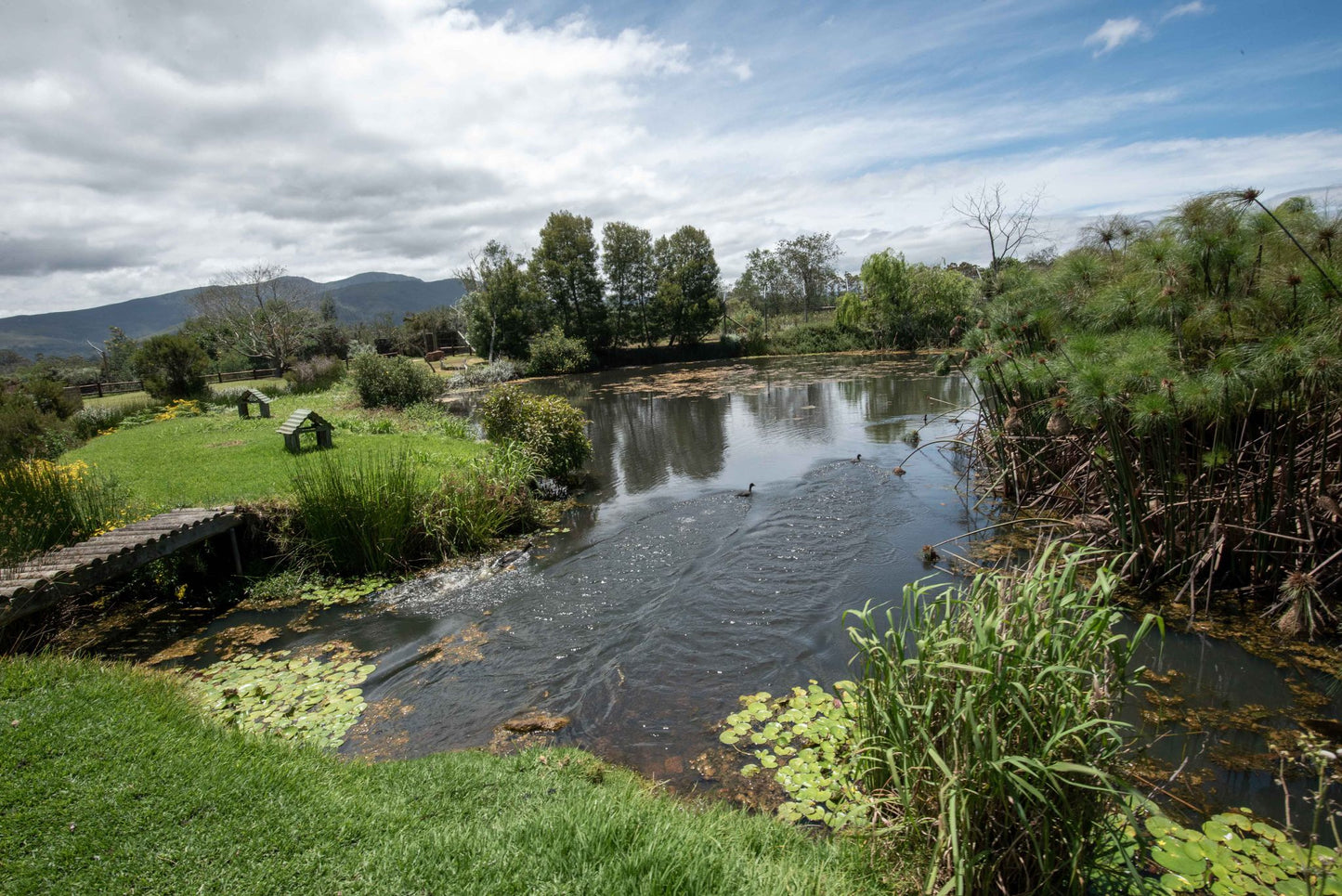 Tenikwa Family Suites The Crags Western Cape South Africa River, Nature, Waters