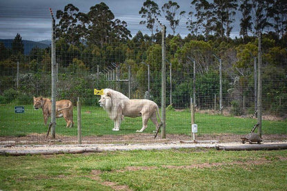 Tenikwa Lion Cabins The Crags Western Cape South Africa Lion, Mammal, Animal, Big Cat, Predator