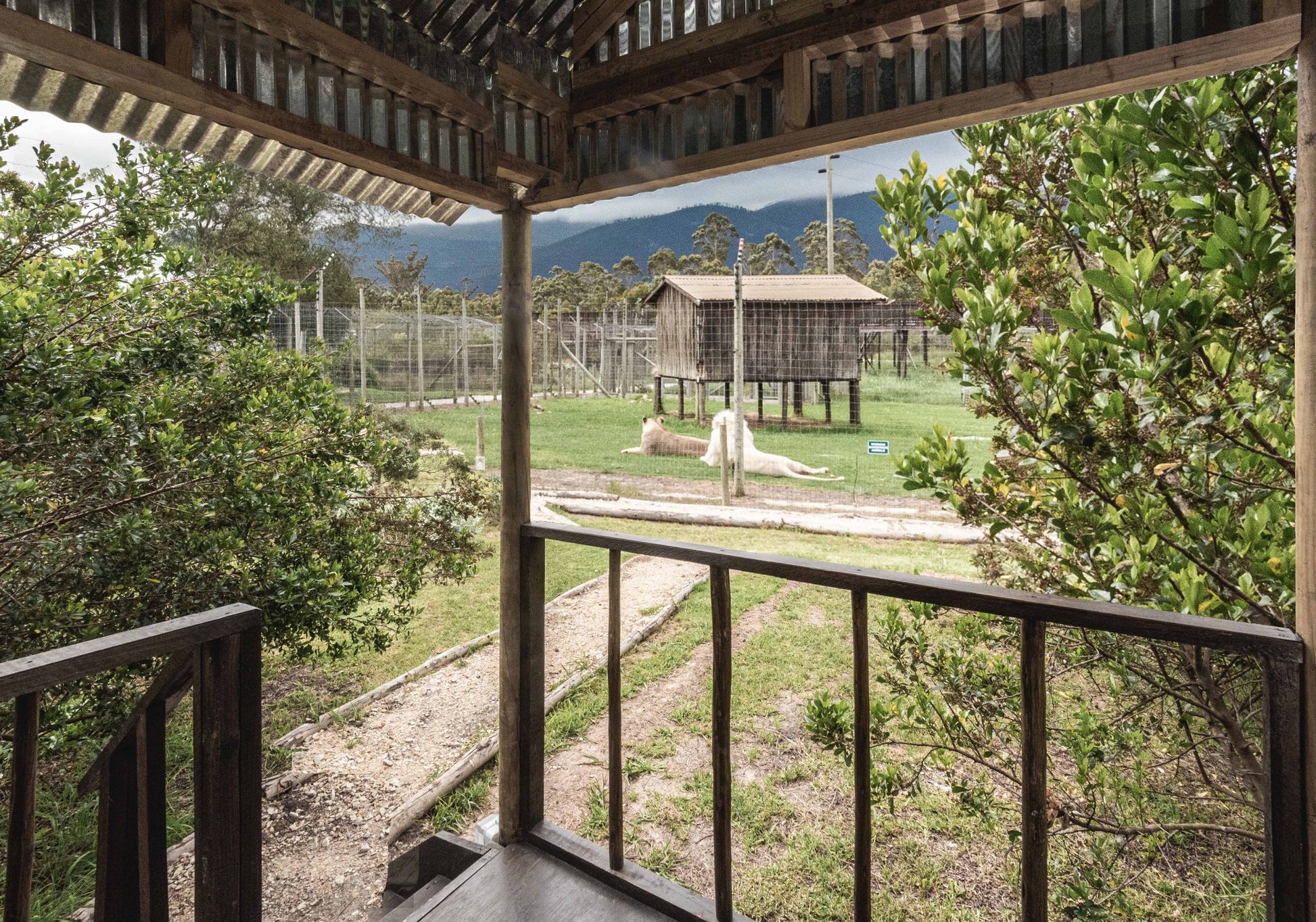 Tenikwa Lion Cabins The Crags Western Cape South Africa 