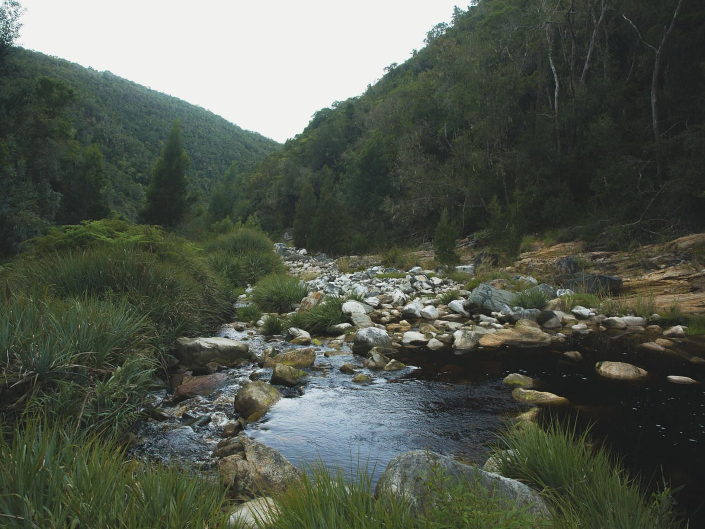 Teniqua Treetops Karatara Knysna Western Cape South Africa Forest, Nature, Plant, Tree, Wood, River, Waters, Highland