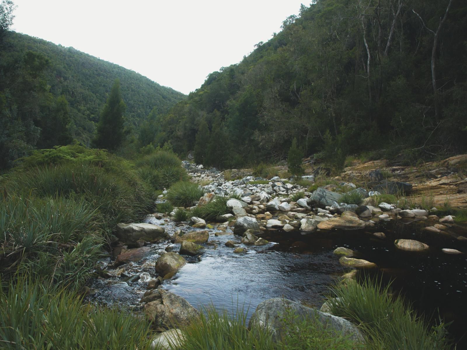 Teniqua Treetops Karatara Knysna Western Cape South Africa Forest, Nature, Plant, Tree, Wood, River, Waters, Highland