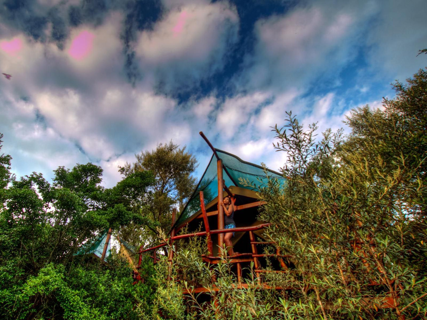 Teniqua Treetops Karatara Knysna Western Cape South Africa 