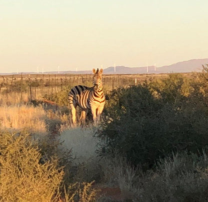 Tented Camp Sweetfontein Britstown Northern Cape South Africa Sepia Tones, Zebra, Mammal, Animal, Herbivore, Desert, Nature, Sand